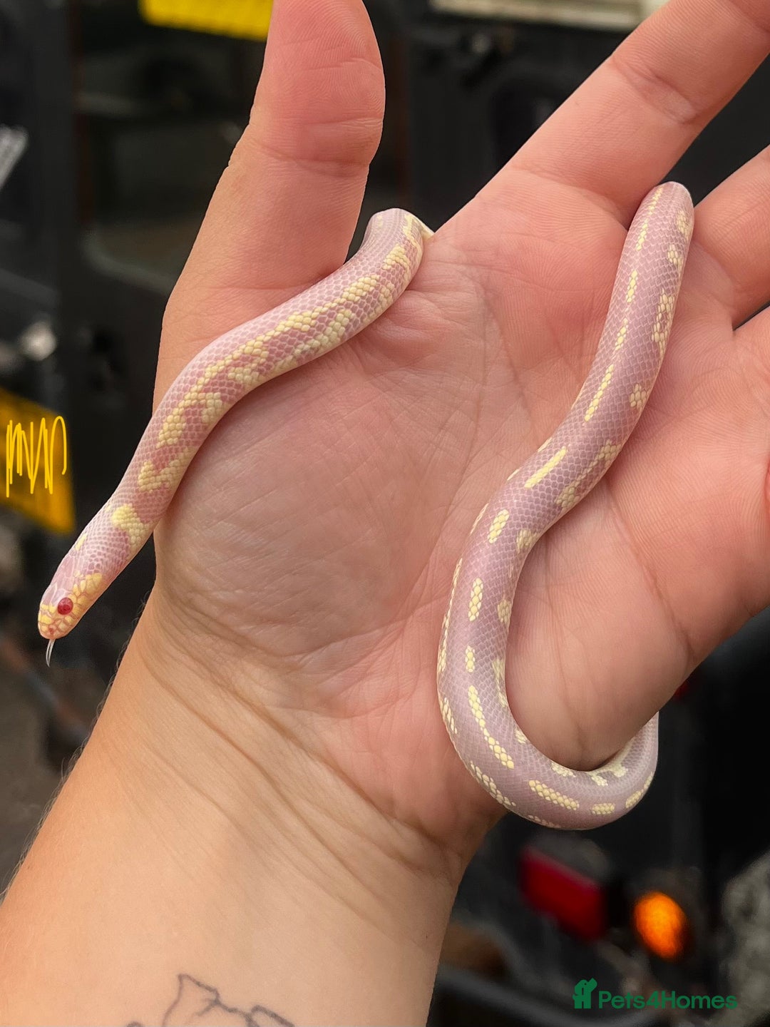 King Snake reptiles for sale: Aberrant California Kingsnake Pair - Advert 1