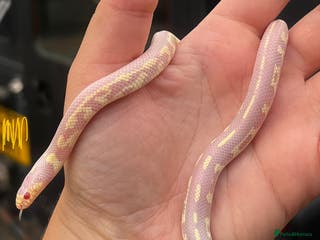 King Snake reptiles Aberrant California Kingsnake Pair - Advert 5