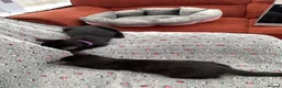 Mixed Breed cats for sale: Feral kittens  in Durham - Advert 2