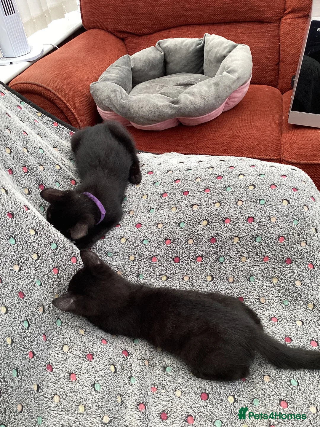 Mixed Breed cats for sale: Feral kittens  in Durham - Advert 2