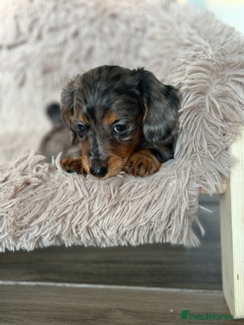 Miniature Dachshund dogs - Advert 5
