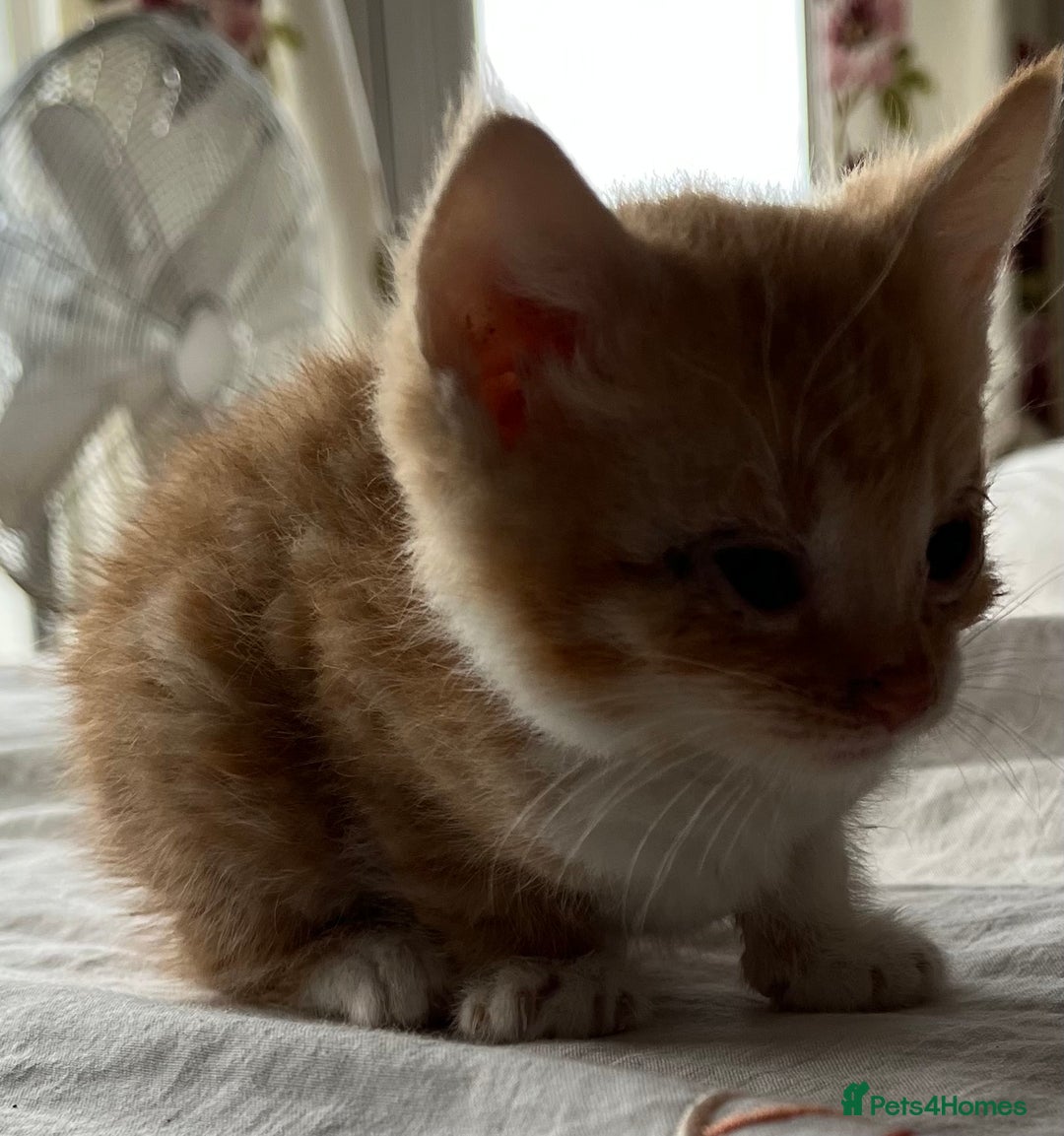 Mixed Breed cats for sale: 5 beautiful kittens  - Advert 25