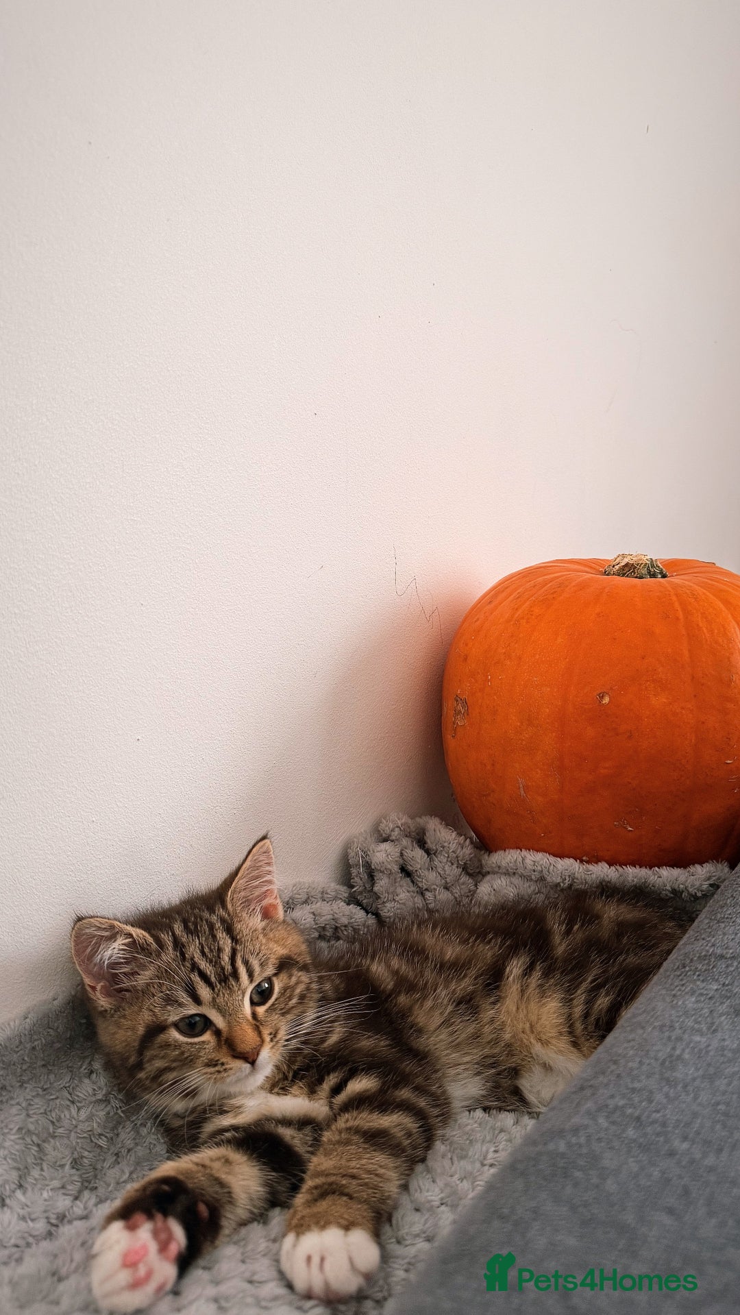 British Shorthair cats for sale: Beautiful British short Hair x Maine Coon mix  - Advert 4