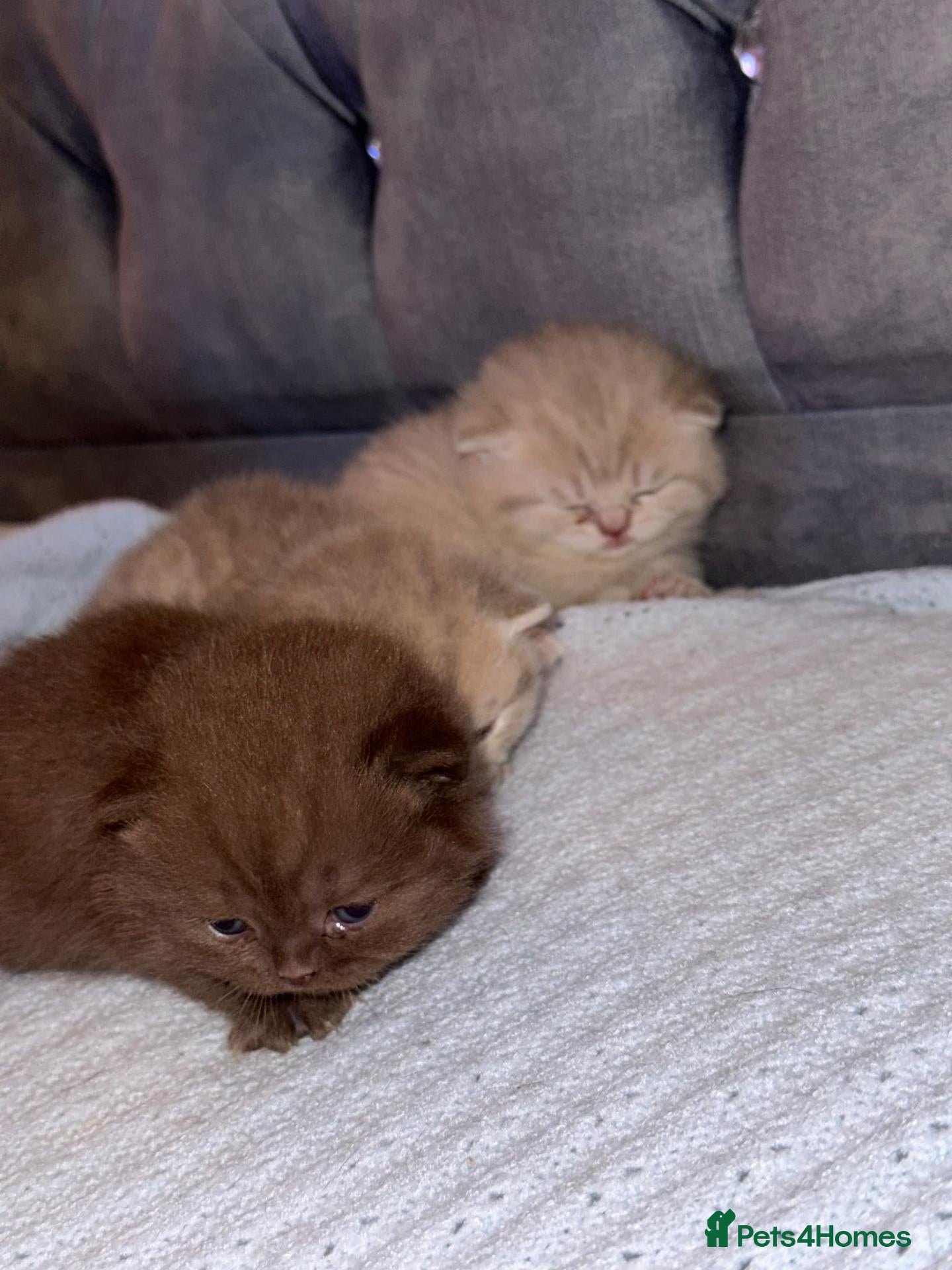 Scottish Fold cats Exceptional litter of Scottish fold/ straight😍😍 - Advert 1
