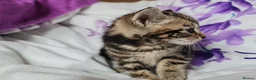 Mixed Breed cats for sale: Adorable & Playful Kittens Raised with Kids  - Advert 33