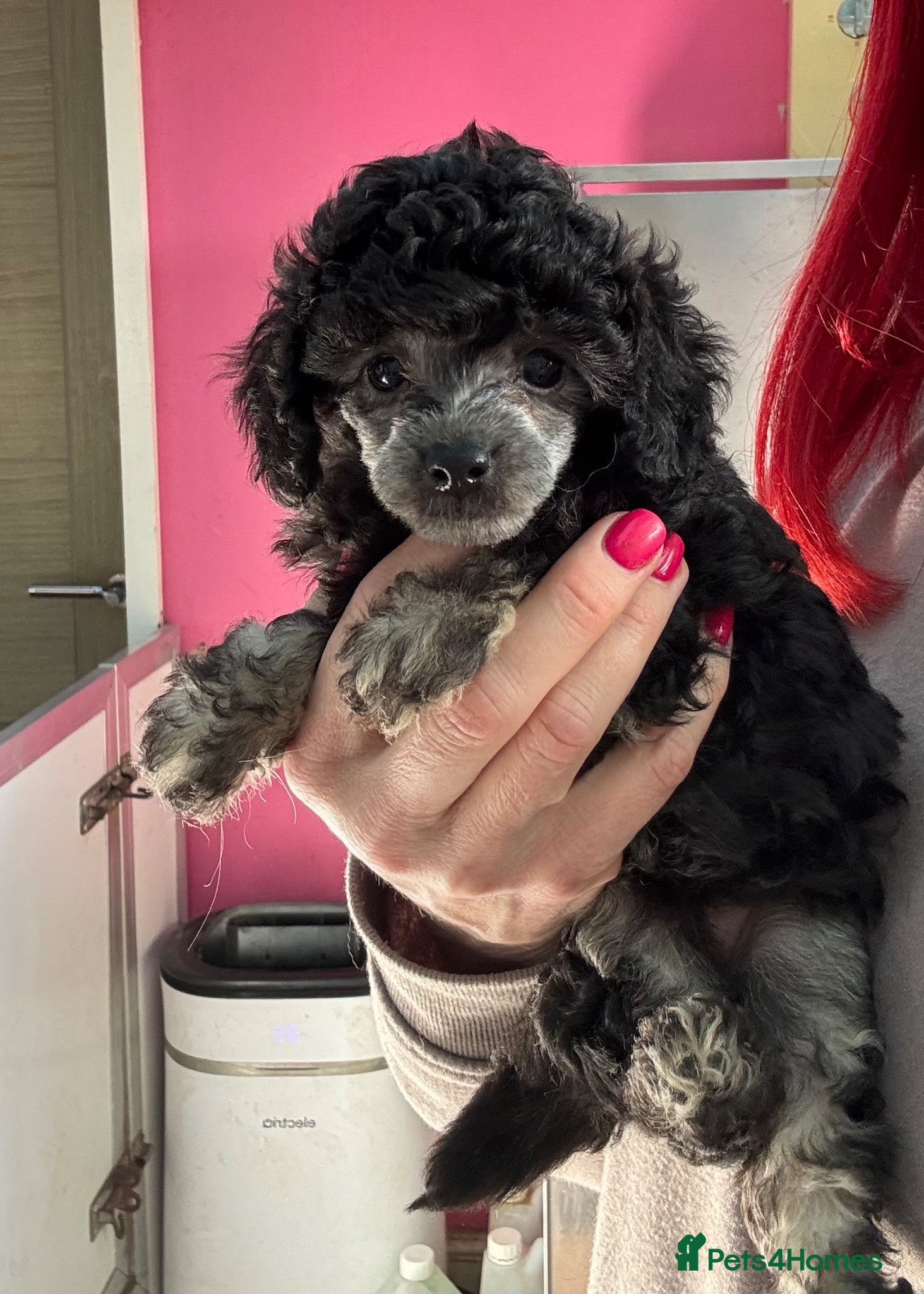 Toy Poodle dogs KC Registered Phantom silver point Toy Poodle  - Advert 13