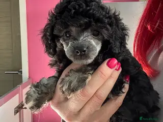 Toy Poodle dogs KC Registered Phantom silver point Toy Poodle - Advert 13