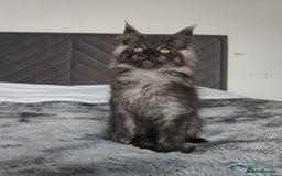Maine Coon cats for sale: European Maine coon Kittens - Image 16