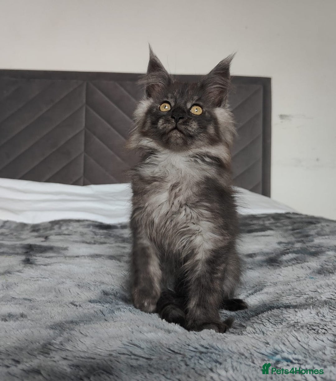 Maine Coon cats for sale: European Maine coon Kittens - Image 16