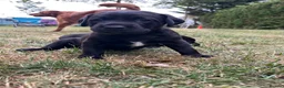 Labrador Retriever dogs for sale: Labrador puppies for sale  - Advert 6