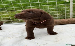 Labrador Retriever dogs for sale: KC SILVER/CHOCOLATE PEDIGREE LABRADOR PUPIES - Image 7