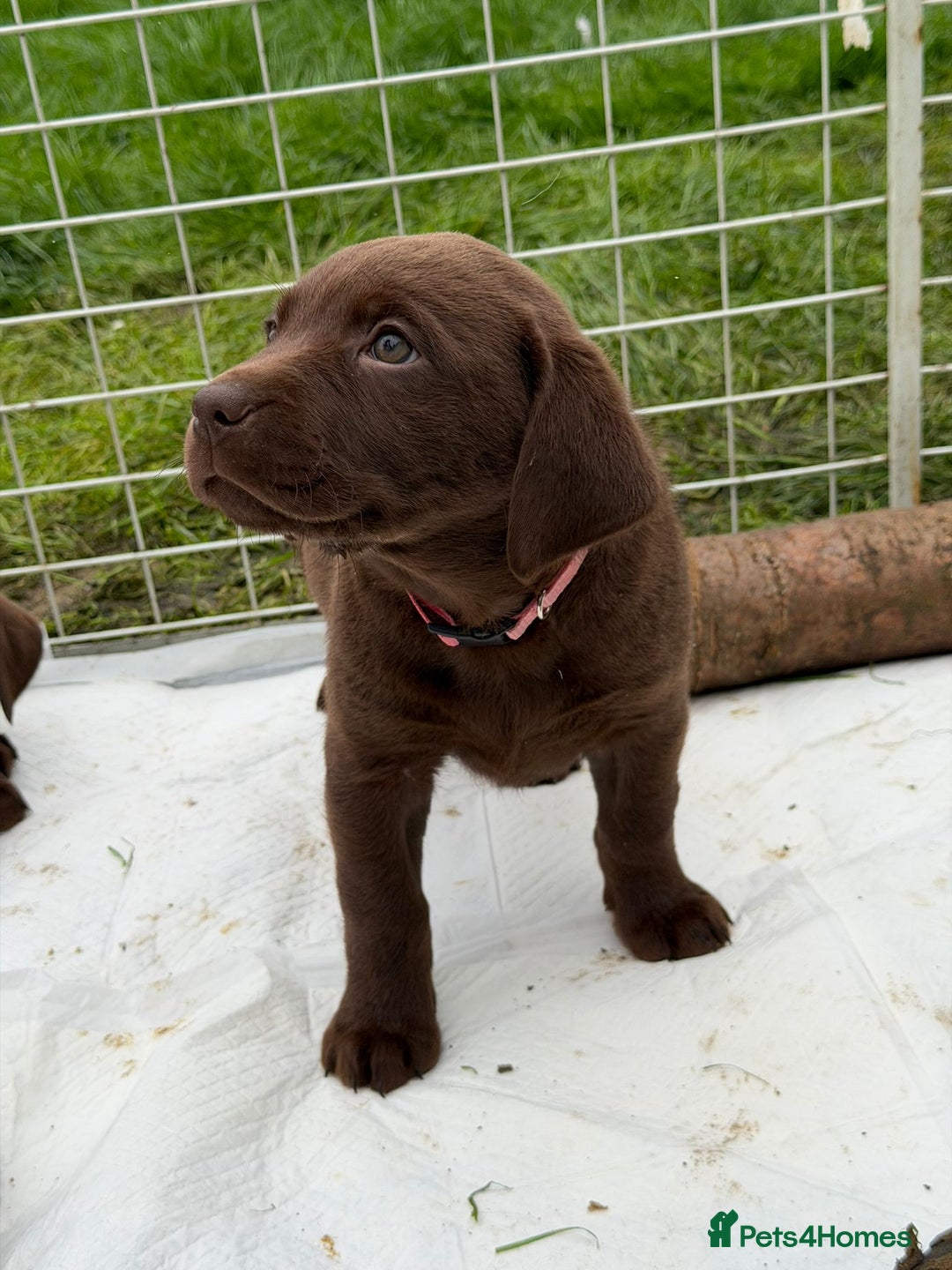 Labrador Retriever dogs for sale: KC SILVER/CHOCOLATE PEDIGREE LABRADOR PUPIES - Image 7