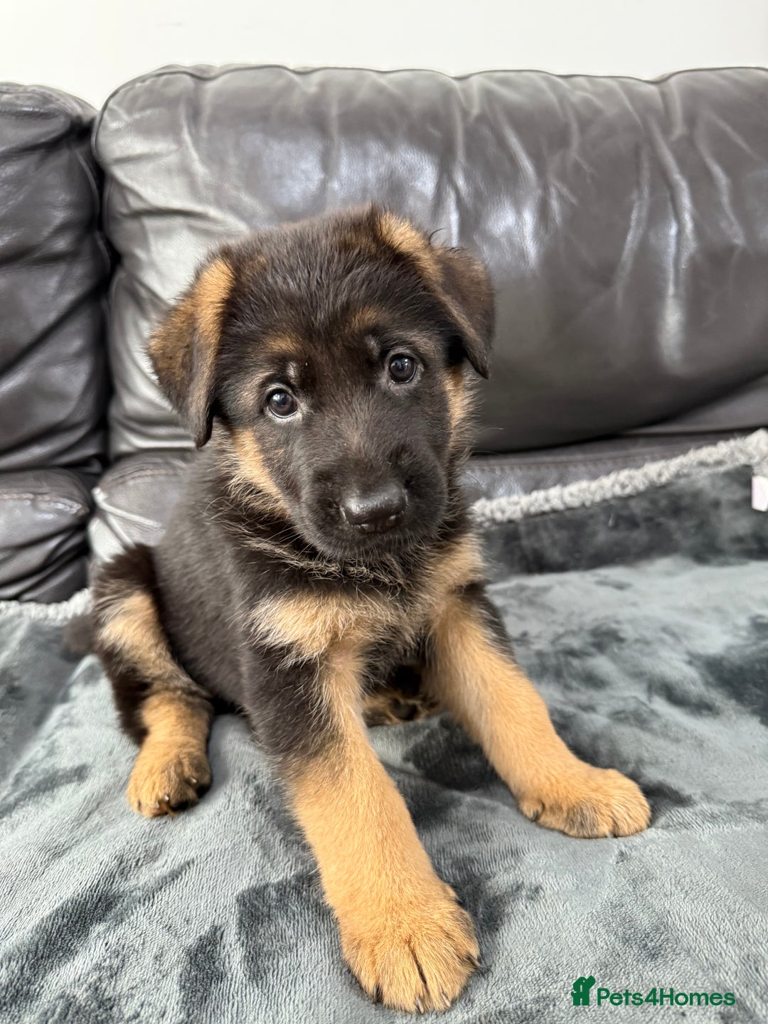 German Shepherd dogs for sale: TOP QUALITY SHOW LINES  - Image 2