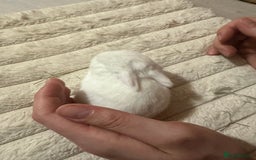 Mini Lop rabbits for sale: Adorable Baby Bunnies🥰- Mini Lops Mixed  - Image 8