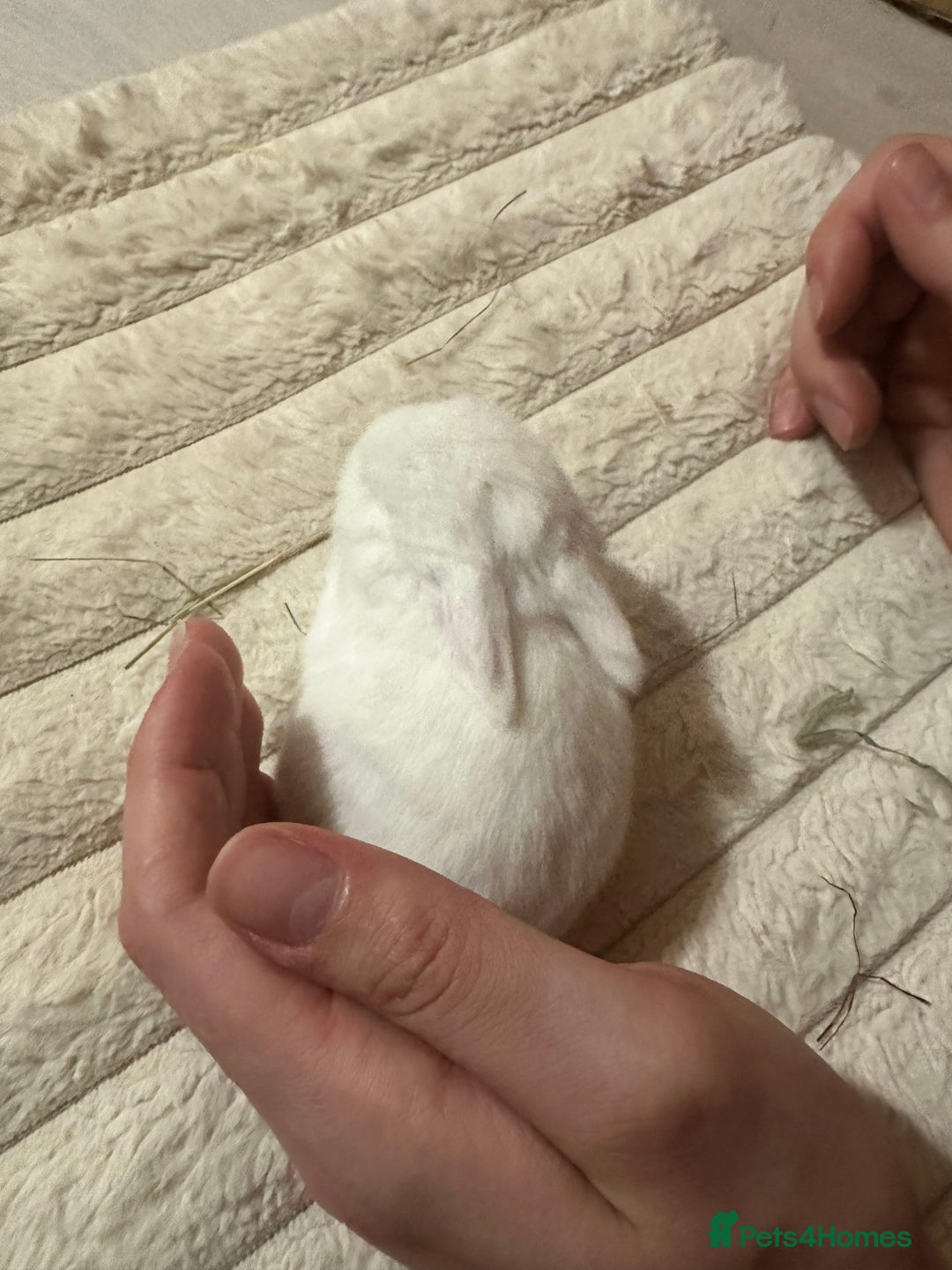 Mini Lop rabbits for sale: Adorable Baby Bunnies🥰- Mini Lops Mixed  - Image 8
