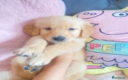 Golden Retriever dogs for sale: Beautiful KC golden pups ready to leave 🥰🥰🏡 - Image 2