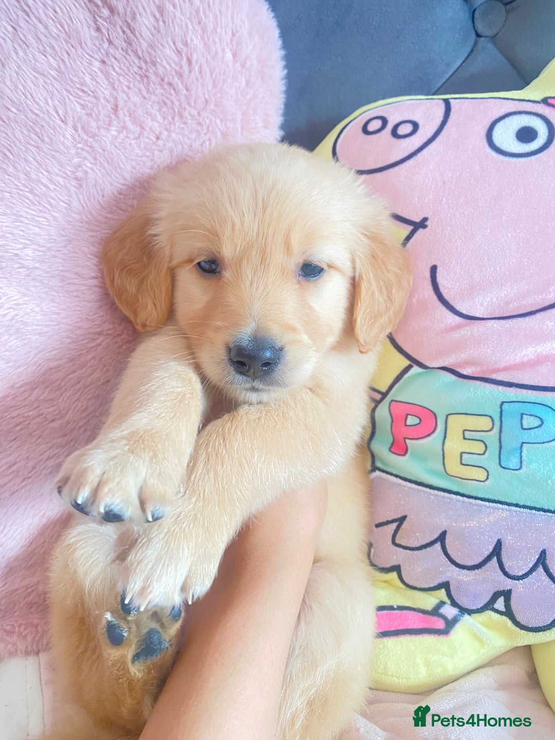 Golden Retriever dogs for sale: Beautiful KC golden pups ready to leave 🥰🥰🏡 - Image 2