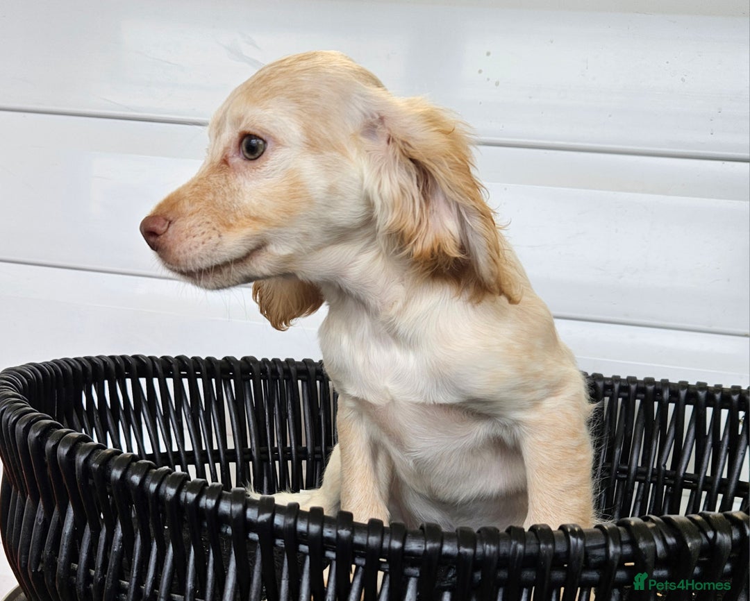 Cocker Spaniel dogs for sale: Working type rare marking cocker spaniels - Advert 11