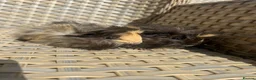 Guinea Pig rodents for sale: 3 Handsome long haired male guinea pigs. - Advert 8
