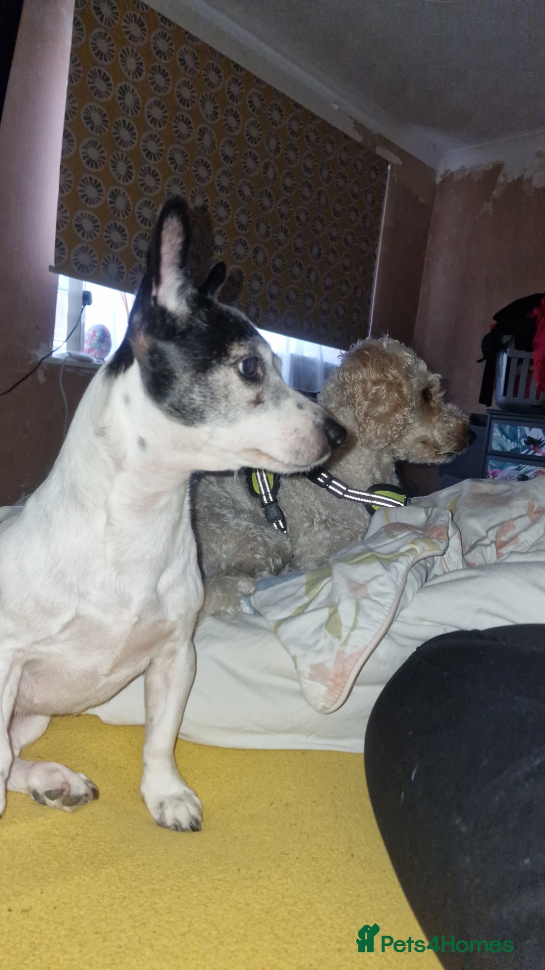 Cockapoo dogs for sale: MALE COCKAPOO - Advert 4