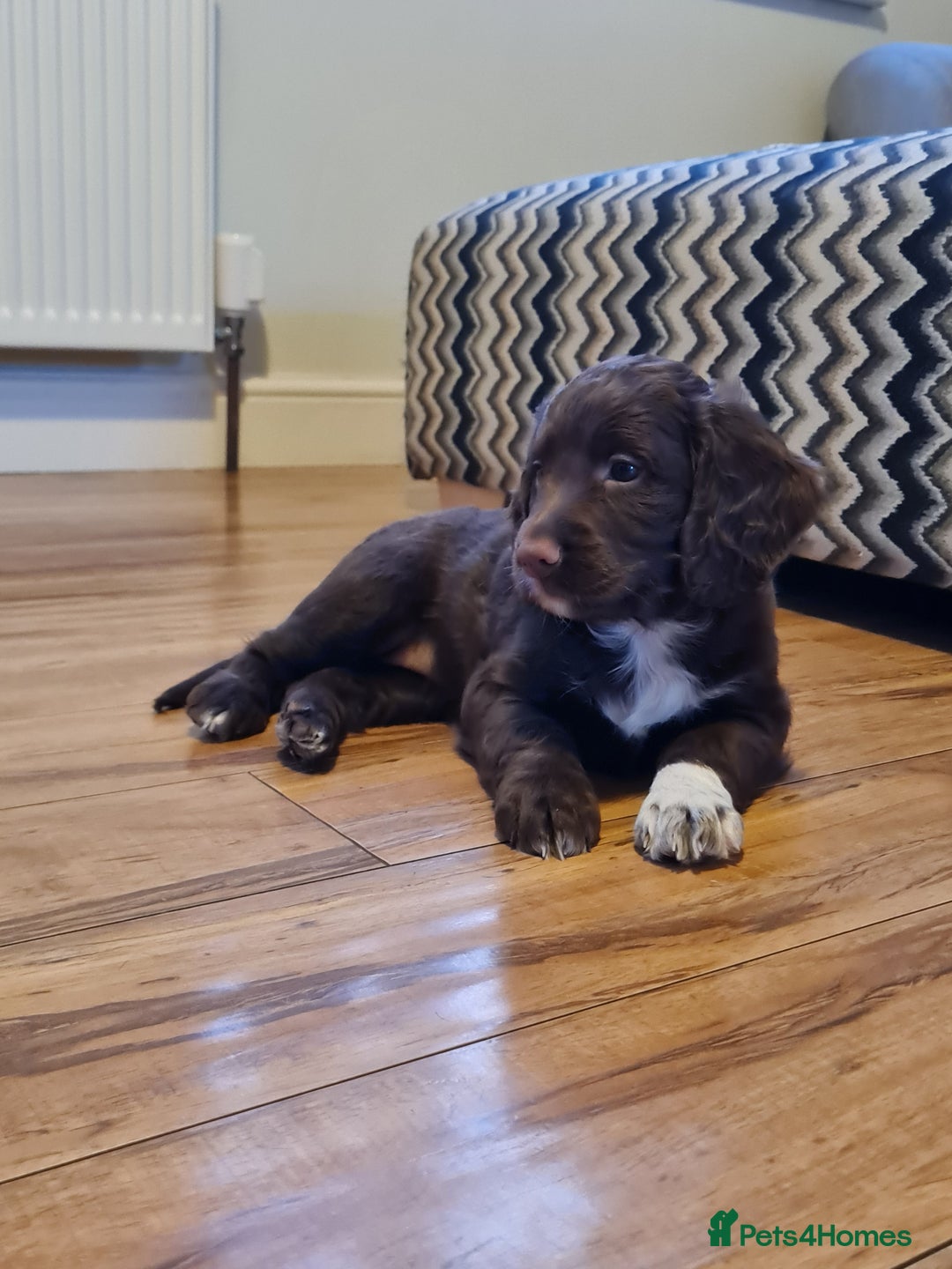 Cocker Spaniel dogs for sale: Exceptional Working Cocker Spaniel Pups – KC Reg - Image 6