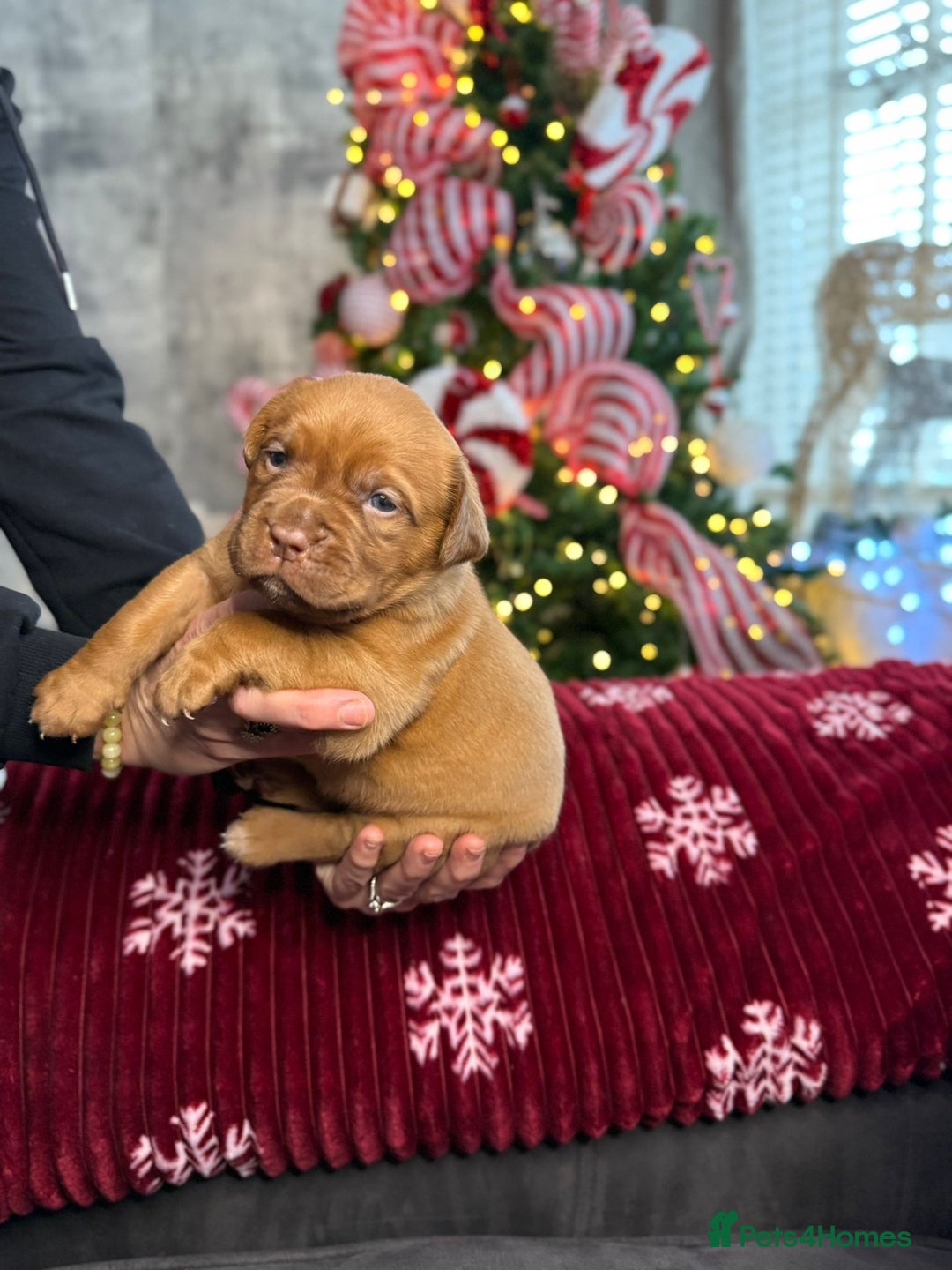 Dogue De Bordeaux dogs for sale: Stunning little of Dogue De Bordeaux puppies  - Advert 10