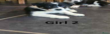 Border Collie Girl 2