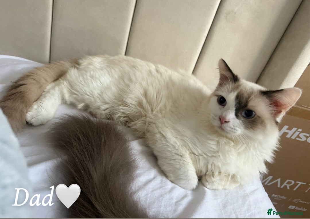 Ragdoll cats for sale: Seven Beautiful Pure Breed Ragdoll Kittens🤍 - Image 8