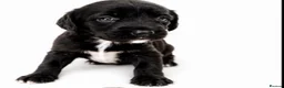 Springador dogs for sale: 3/4 springer 1/4 lab  - Advert 4