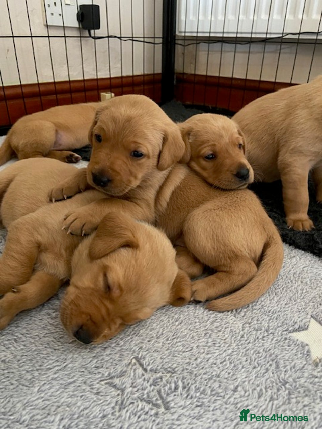 Labrador Retriever dogs for sale: Beautiful Fox Red Labrador puppies for sale - Image 4