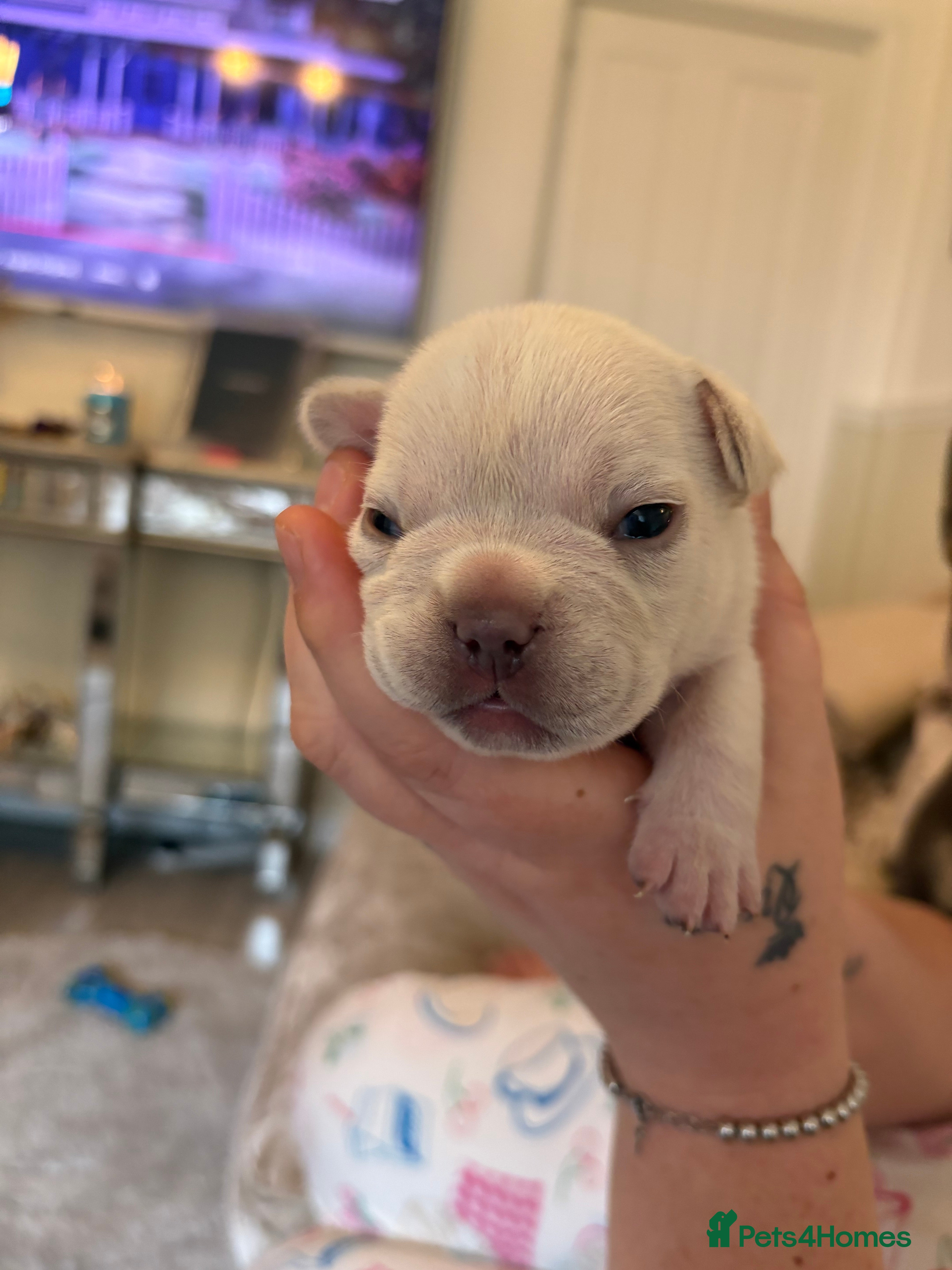 French Bulldog dogs Kc registered French bulldog puppies - Advert 13