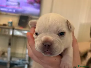 French Bulldog dogs Kc registered French bulldog puppies - Advert 13