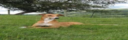 Mixed Breed dogs for stud: Saluki/greyhound. collie/bull greyhound  - Advert 5