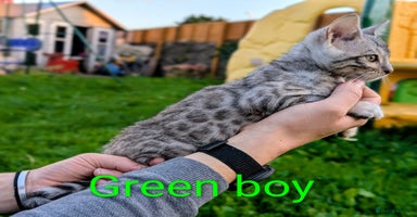 Bengal cats - Advert 6