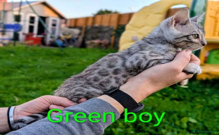 Bengal cats - Advert 1