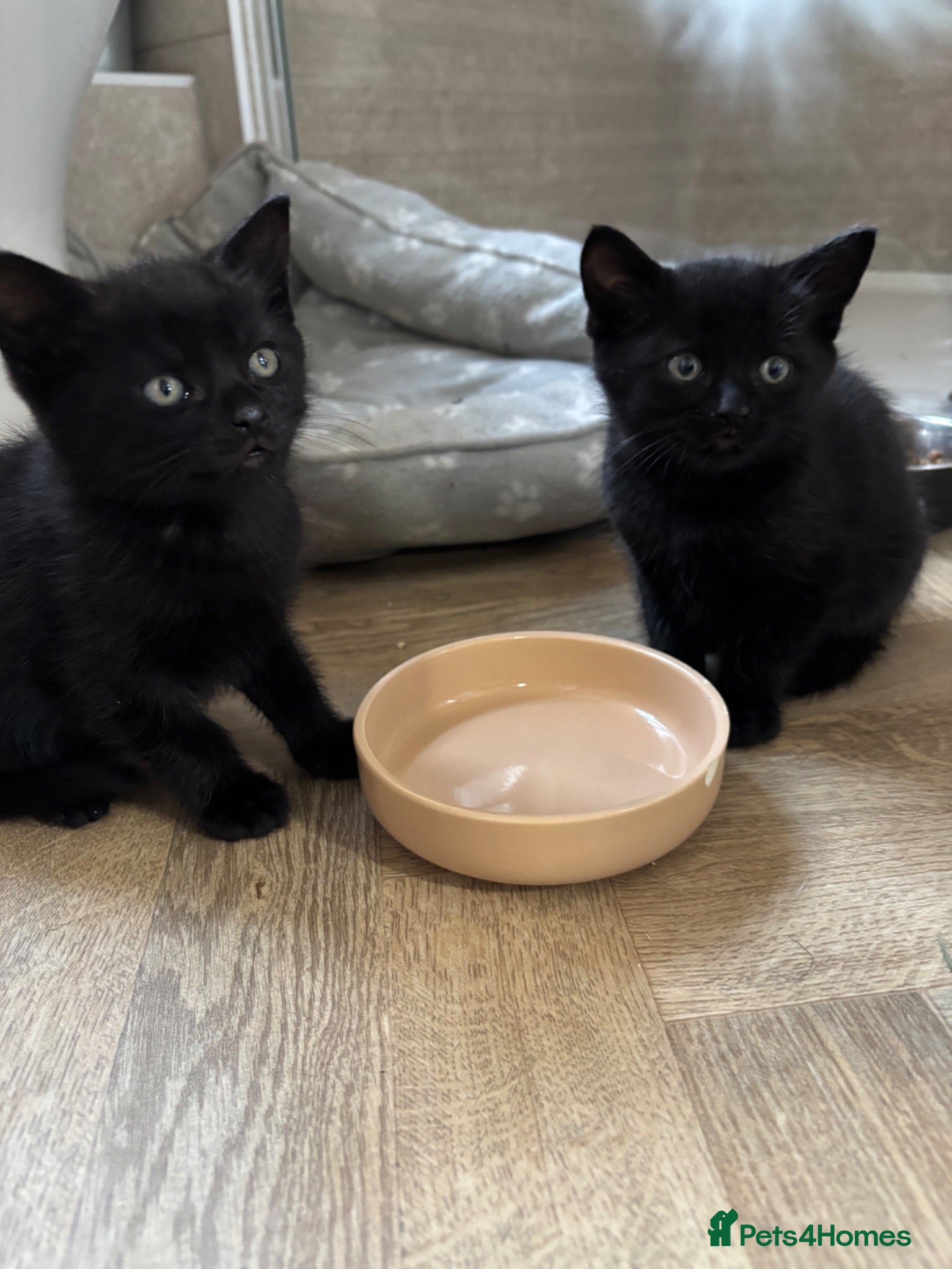 Mixed Breed cats Only one beautiful black male kitten left - Advert 1
