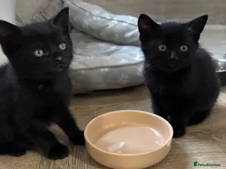 Mixed Breed cats Only one beautiful black male kitten left - Advert 1