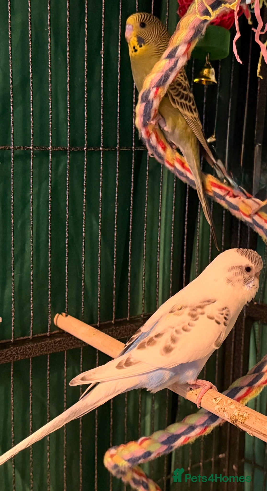 Budgerigars birds Pair  9 week old baby budgies   - Advert 1