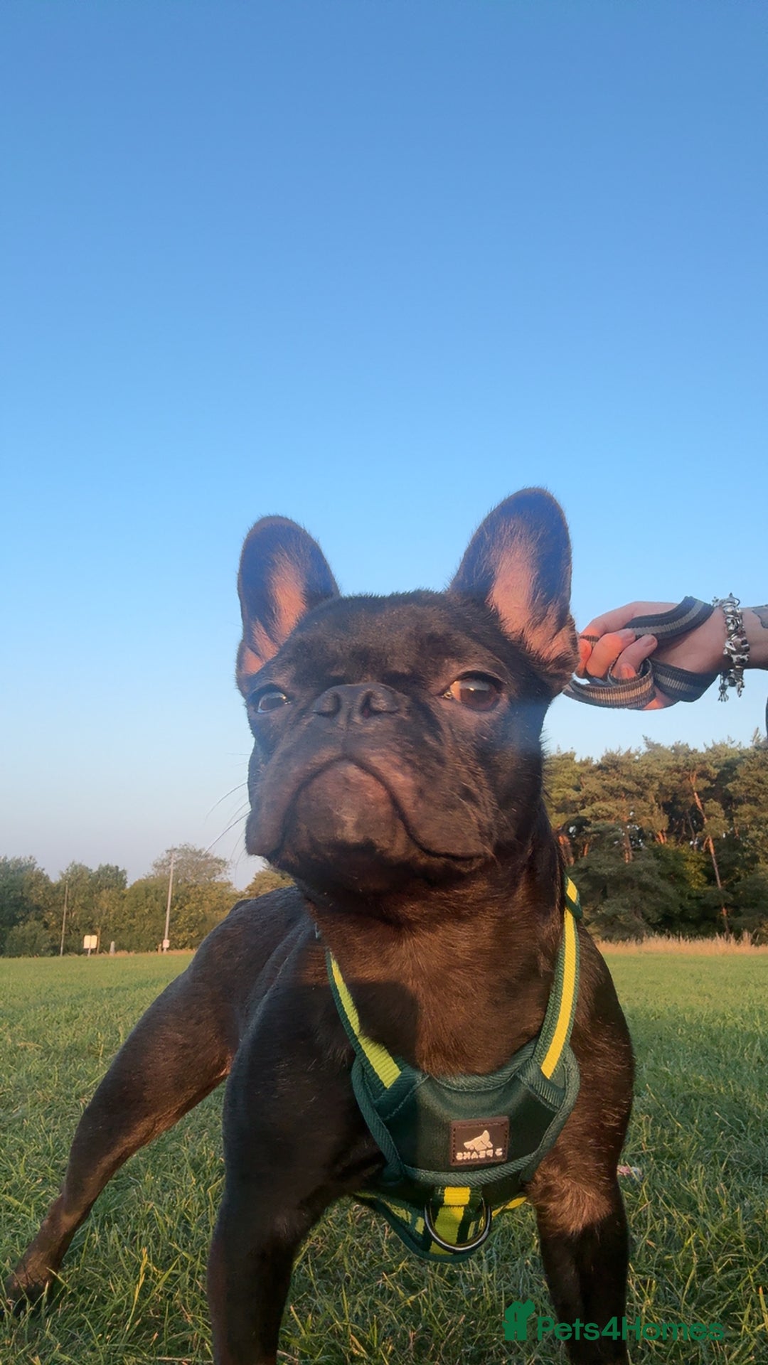 French Bulldog dogs for sale: Luna the Frenchie *FREE* - Image 7