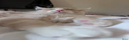 Maine Coon cats for sale: 3 male Mainecoons  - Advert 2