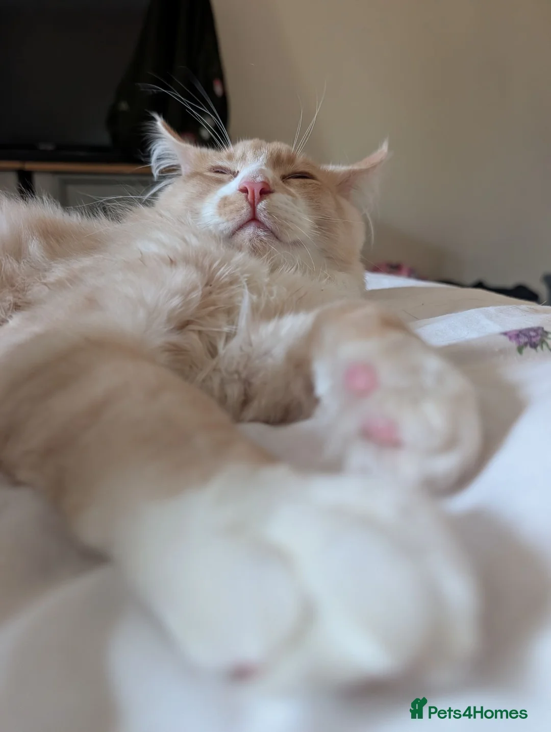 Maine Coon cats for sale: 3 male Mainecoons  - Advert 2