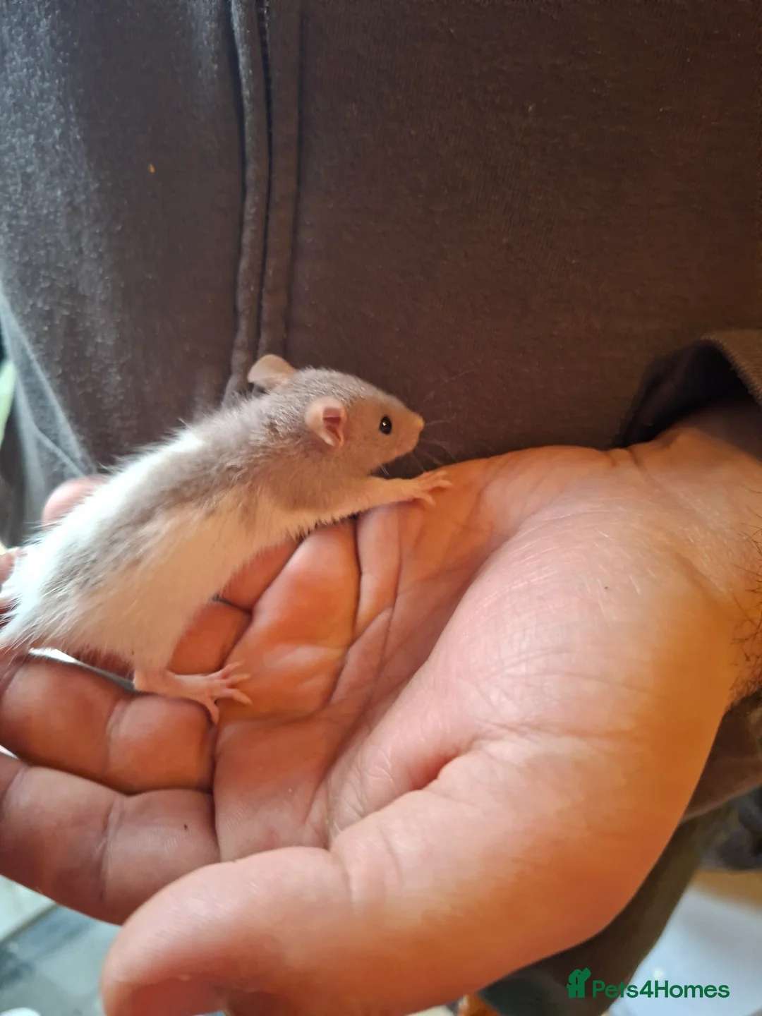 Rat rodents for sale: Hand tame dumbo baby rats - Advert 8
