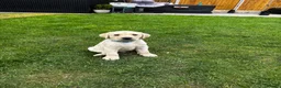 Labrador Retriever dogs for sale: Puppies  in Wrexham - Advert 4