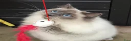 Ragdoll cats for sale: Retired Ragdoll Queen looking for 5 star home - Advert 6