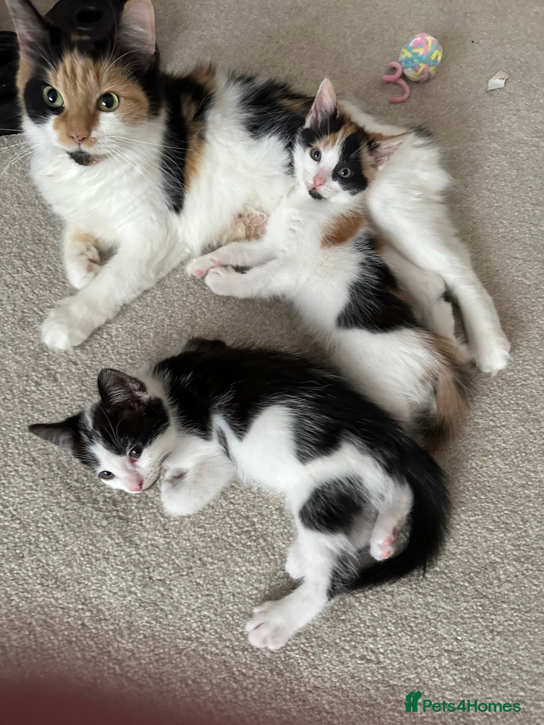 Mixed Breed cats for sale: Kittens - Image 3
