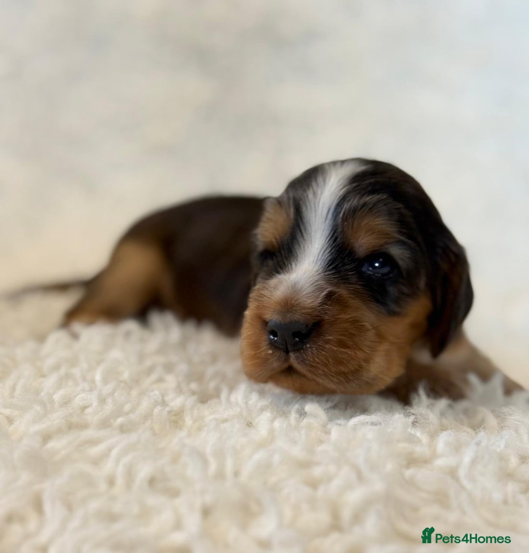 Cocker Spaniel dogs for sale: Full Health Tests KC Reg Showline Cocker Spaniels - Image 21