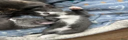 Domestic Shorthair cats for sale: Beautiful grey kittens available now - Advert 6