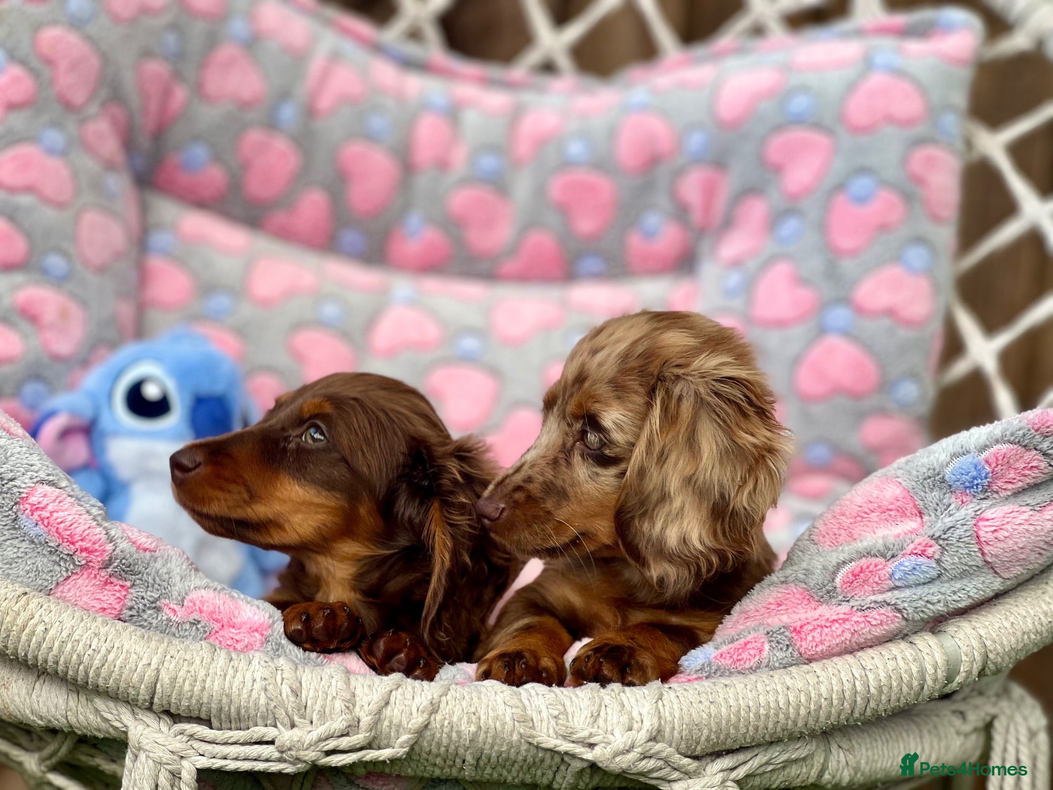 Miniature Dachshund dogs Last two Miniature long haired dachshund girls - Advert 17