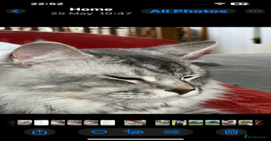 Maine Coon cats - Advert 11