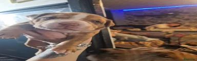 Mixed Breed 1